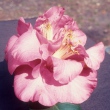 Kathie Brown
